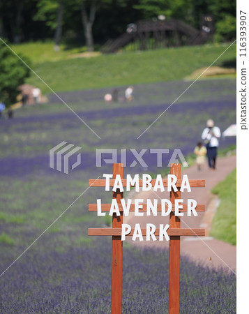 Tanbara Lavender Park 116393907