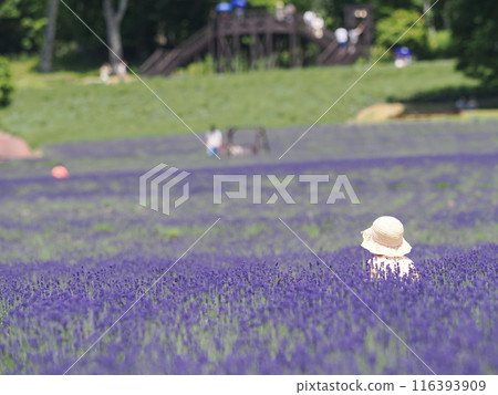 Tanbara Lavender Park 116393909