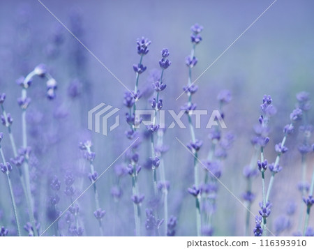 Lavender (Nananarisawa) 116393910