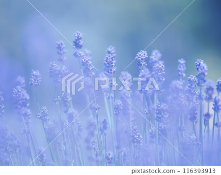 薰衣草（Komu Musasaki） 116393913