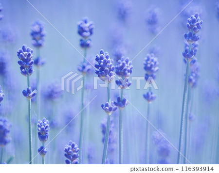 薰衣草（Komu Musasaki） 116393914