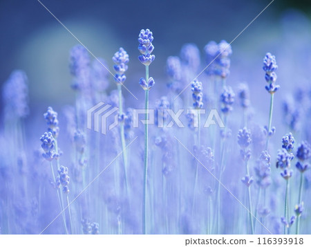 Lavender (Komu Musasaki) Lavender (Komu Musasaki) 116393918