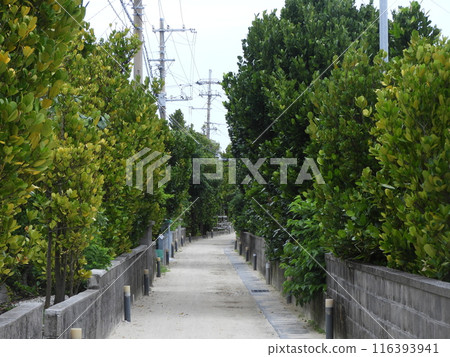 渡名喜島街景 渡名喜島街景 116393941