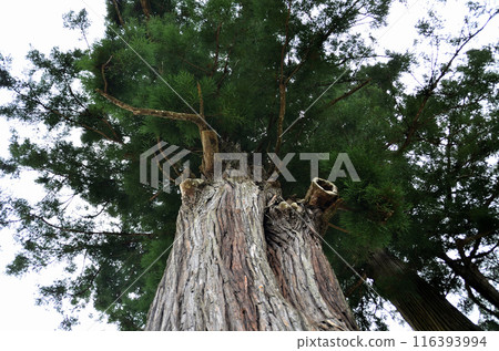The large cedar tree at Kotaka Shrine, a power spot in Sanzan, Ogano-machi, Chichibu-gun, Saitama Prefecture The large cedar tree at Kotaka Shrine, a power spot in Sanzan, Ogano-machi, Chichibu-gun, Saitama Prefecture 116393994