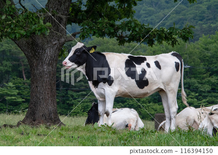 Cows at a breeding farm in Daisen Makiba Milk Village, Hoki Town, Tottori Prefecture Cows at a breeding farm in Daisen Makiba Milk Village, Hoki Town, Tottori Prefecture 116394150