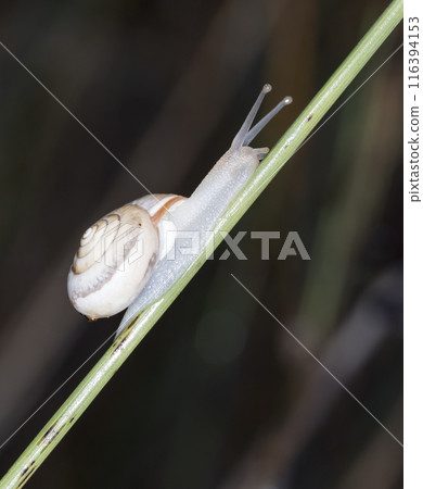 Small snail on the grass, taken in its natural habitat 116394153
