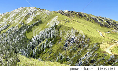 Hehuan Mountain, Alpine Trail, Frost, Alpine, Taiwan, Hehuan Mountain Hehuan Mountain, Alpine Trail, Frost, Alpine, Taiwan, Hehuan Mountain 116394161