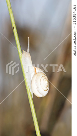 Small snail on the grass, taken in its natural habitat Small snail on the grass, taken in its natural habitat 116394162