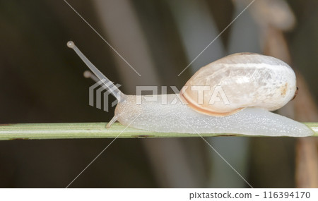 Small snail on the grass, taken in its natural habitat 116394170