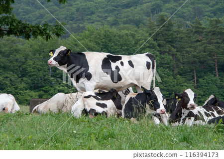 鳥取縣保木町大山牧場牛奶場的乳牛 116394173