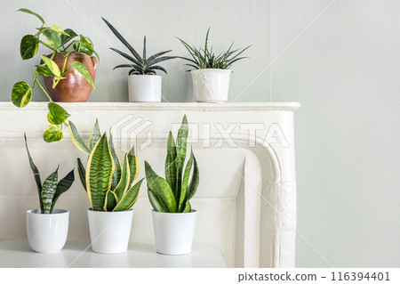 Snake plants variete in the room with light green walls Snake plants variete in the room with light green walls 116394401