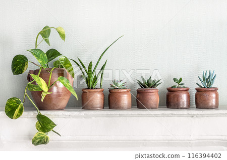 A variety of succulent home plants and scindapsus on a white shelf A variety of succulent home plants and scindapsus on a white shelf 116394402
