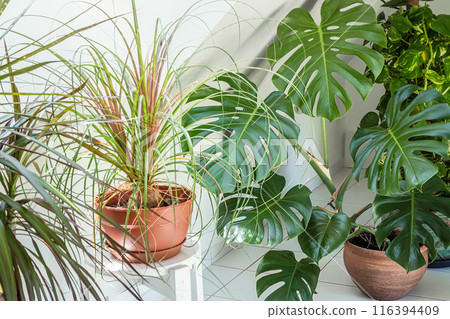 Indoor plants in the room with light walls Indoor plants in the room with light walls 116394409