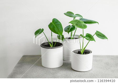 Three young Swiss Cheese Plants or Monstera deliciosa on a gray table 116394410