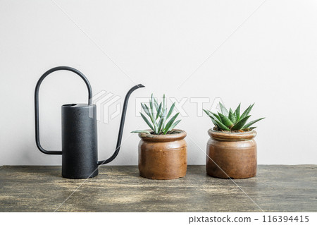 Succulent home plants and watering can on the wooden table Succulent home plants and watering can on the wooden table 116394415