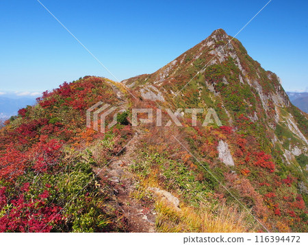 Autumn in the Tanigawa mountain range and Mt. Daigenta Autumn in the Tanigawa mountain range and Mt. Daigenta 116394472