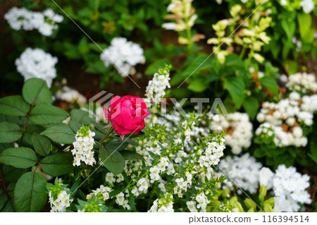 Red roses and white flowers 116394514