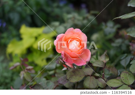 Pink rose buds Pink rose buds 116394516