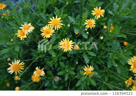 Yellow flower Yellow flower 116394522