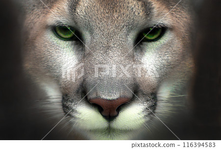 The face of a cougar with green eyes in close-up The face of a cougar with green eyes in close-up 116394583