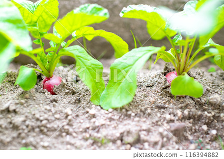 Two radishes waiting to be harvested 116394882