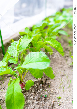 收穫前的蘿蔔在防蟲網的保護下生長 116394885