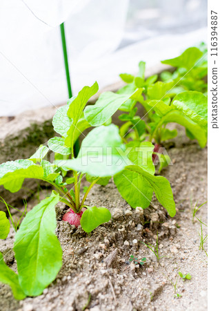 收穫前的蘿蔔在防蟲網的保護下生長 116394887