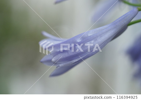 Agapanthus petals and water droplets 116394925