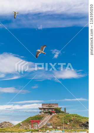 「青森縣」黑尾黑尾貓 蕪島八戶市的黑尾貓繁殖區景觀 「青森縣」黑尾黑尾貓 蕪島八戶市的黑尾貓繁殖區景觀 116395050