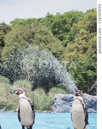 企鵝從嘴裡噴出水 116395059