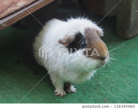 天竺鼠打招呼 116395060