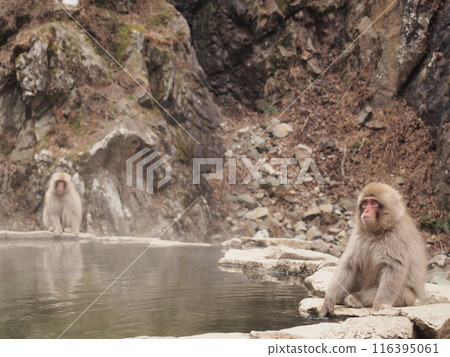 小猴子猶豫要不要泡溫泉 116395061