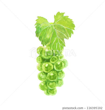 馬斯喀特葡萄畫水彩 116395102