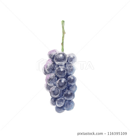 Kyoho grapes painted with watercolors 116395109