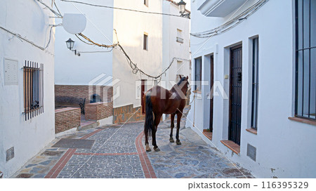 卡薩雷斯白色城鎮景觀和安達盧西亞馬[西班牙/安達盧西亞] 116395329