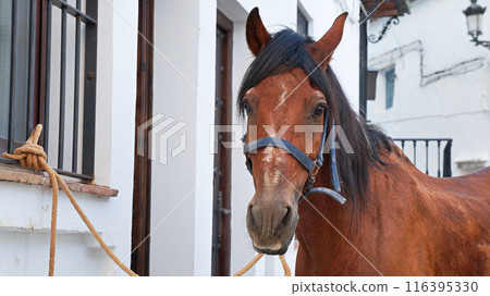 The white town of Casares and the Andalusian horse [Andalusia, Spain] 116395330