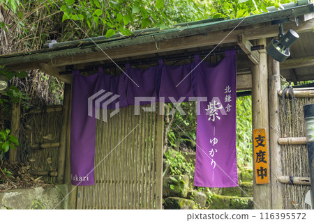 Purple in Kita-Kamakura -Yukari- Purple in Kita-Kamakura -Yukari- 116395572
