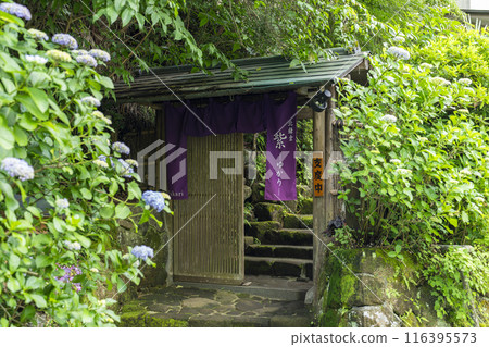 Purple in Kita-Kamakura -Yukari- Purple in Kita-Kamakura -Yukari- 116395573