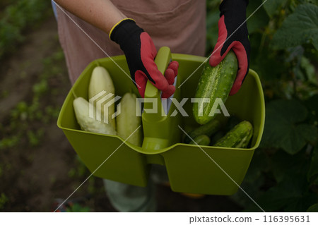 Female farm worker gathering crop of organic cucumbers in garden farm. Harvest cucumbers in a basket. Female farm worker gathering crop of organic cucumbers in garden farm. Harvest cucumbers in a basket. 116395631