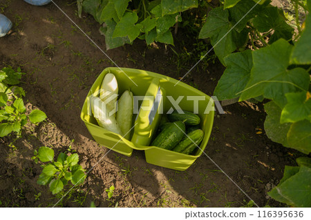Ripe juicy cucumbers in crates in greenhouse. Plastic box with ripe cucumbers in greenhouse. Harvest time 116395636
