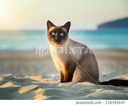 Portrait of Calm Siamese Cat Outdoors Portrait of Calm Siamese Cat Outdoors 116395647