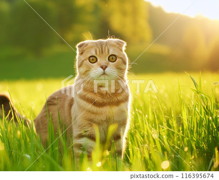Calm Scottish Fold Cat Relaxing Outdoors 116395674