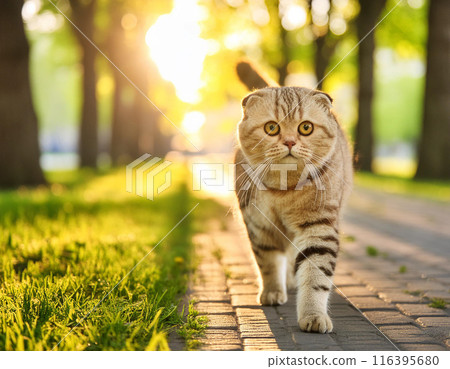 Calm Scottish Fold Cat Walking Towards Camera Outdoors Calm Scottish Fold Cat Walking Towards Camera Outdoors 116395680