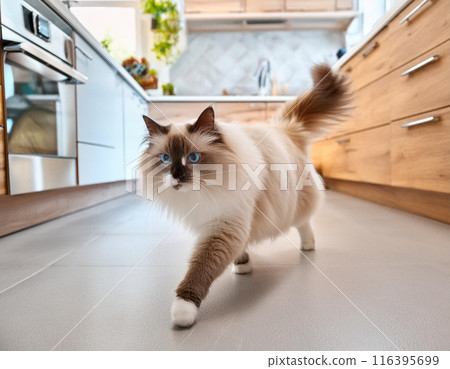 Calm Ragdoll Cat Walking Towards Camera Indoors 116395699