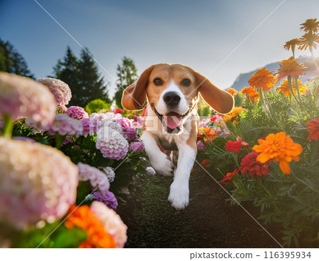 Energetic Beagle Running Freely Outdoors: Capturing Joy in Motion 116395934