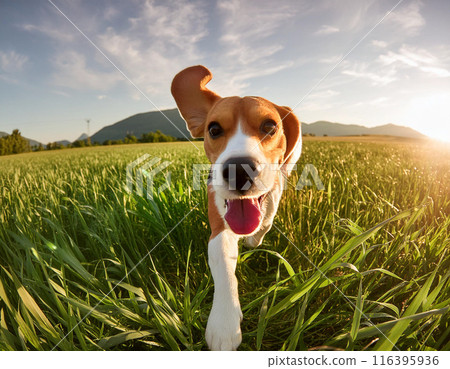 Energetic Beagle Running Freely Outdoors: Capturing Joy in Motion 116395936