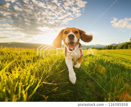 Energetic Beagle Running Freely Outdoors: Capturing Joy in Motion 116395938