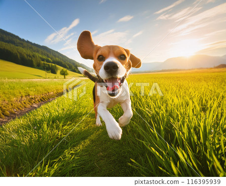 Energetic Beagle Running Freely Outdoors: Capturing Joy in Motion 116395939