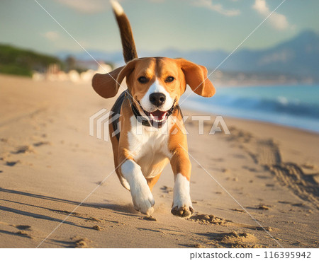 Energetic Beagle Running Freely Outdoors: Capturing Joy in Motion 116395942