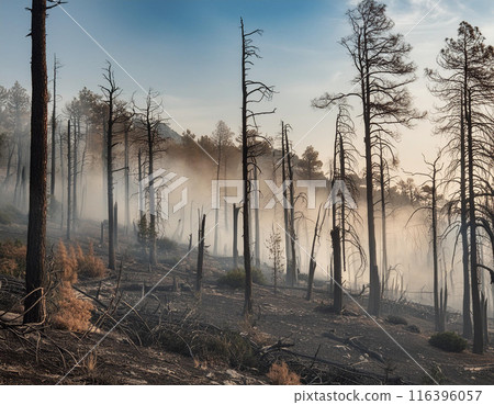 Deforestation Impact on Climate Change: A Stark Reminder of Climate Warming and Global Environmental Crisis 116396057